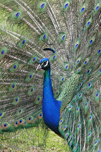http://upload.wikimedia.org/wikipedia/commons/thumb/b/b3/Peacock_front02_-_melbourne_zoo.jpg/350px-Peacock_front02_-_melbourne_zoo.jpg