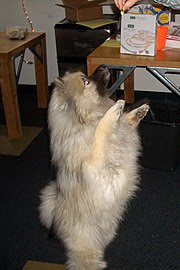 Keeshond Top Medium Dogs