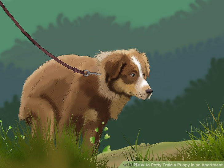 Potty Train a Puppy in an Apartment Step 3 Version 3.jpg
