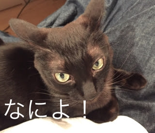 19年05月の記事 猫ブログというわりには猫があまり出てこないブログ