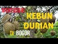 Perawatan Bibit Durian Supaya Cepat Besar Subur