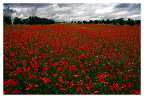 campos de valdemoro