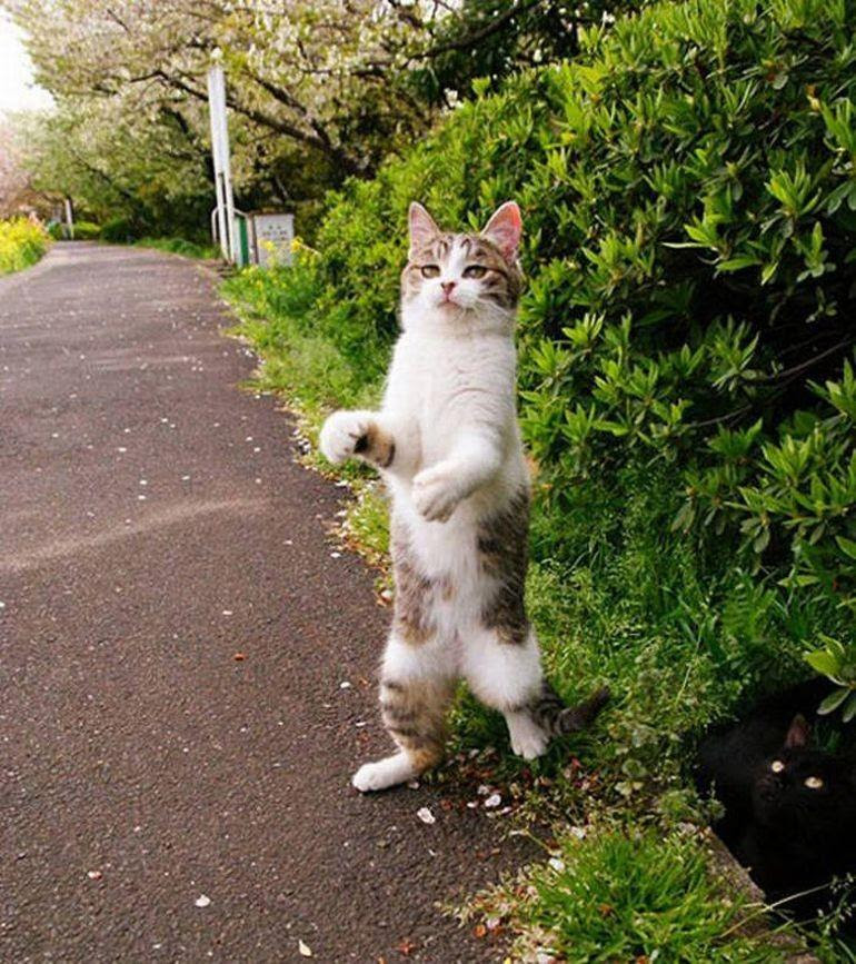 lolcats80 100 best photos of cats of all ages and nations
