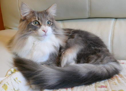 ノルウェージャンフォレストキャット 子犬 子猫のマーサスミス