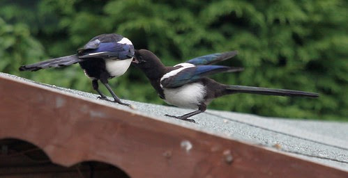 Adult Magpie Feeding a Juvenile