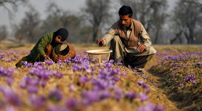 کشت زعفران کشت زعفران