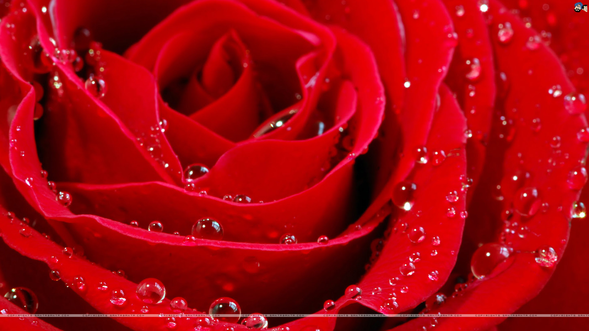 rose wallpaper: Red Rose Wallpaper Free Download
