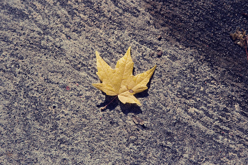 yellowleaf