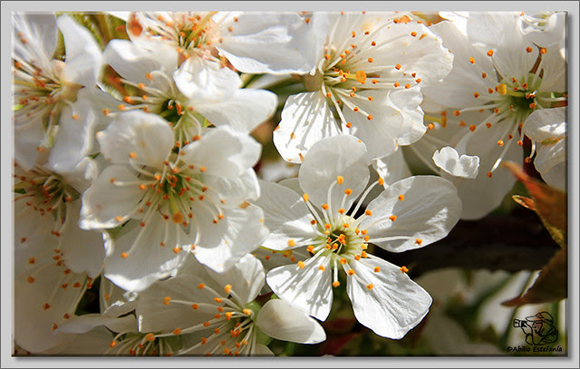 8 Caderechas en flor