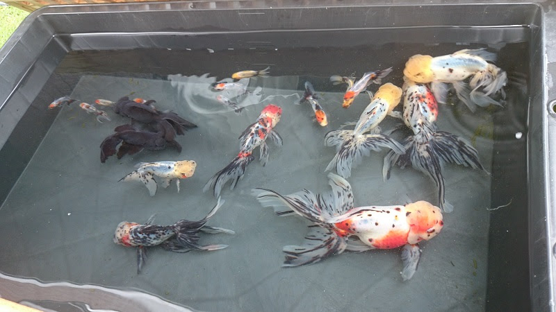 Coconon S Gold Fish 屋外飼育組の面々