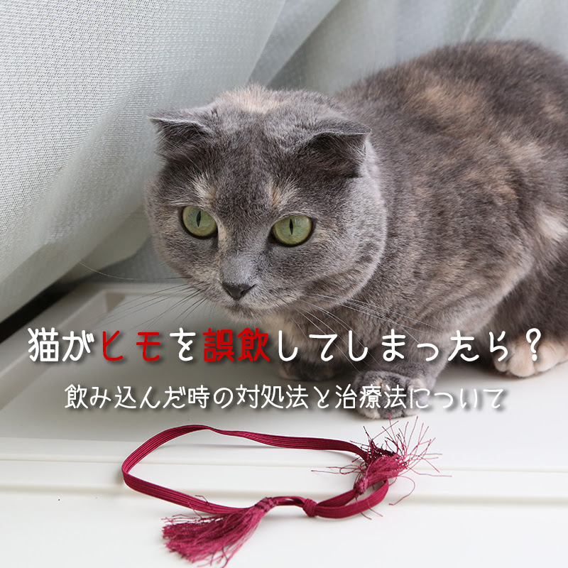 猫が紐を誤飲してしまったら 飲み込んだ時の対処法と治療法について