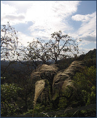 22 trees and clouds