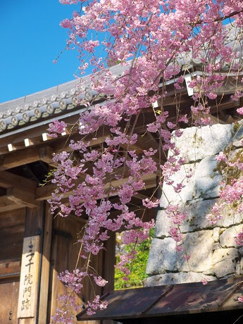 四季彩綴り 京の桜13 三千院