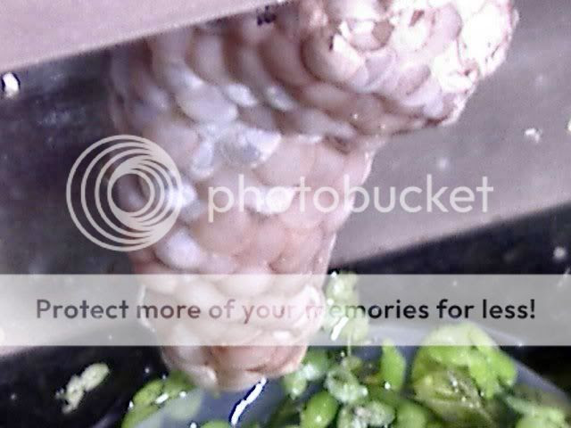 goldfish eggs. what do goldfish eggs look