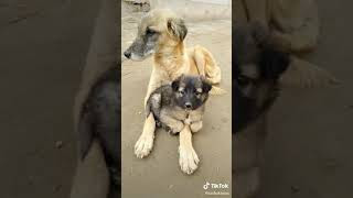 Tik Tok Video Mixtape Part 11 Tik Tok Friendship Ayanj,mr Chikku,camboy
Croc,funcho