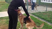 German Shepherd Dog Aggression Rehab