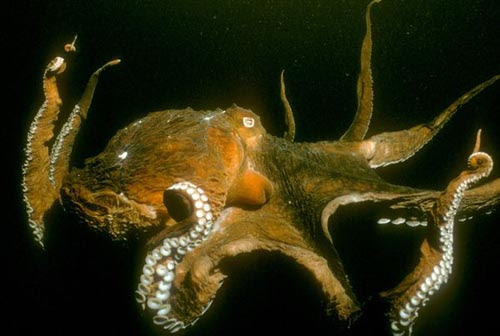 Dengan belalainya gurita Pasifik merawat telur dengan penuh kasih sayang dari ancaman predator laut dalam Pasifik.