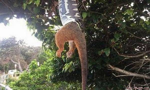 Cảnh tượng trăn thảm dài ít nhất 1,5 mét nuốt trọn thú có túi giữa không trung được Michelle Hunjak ghi lại ở vịnh Byron, bang New South Wales, Australia, Mirror hôm qua đưa tin.