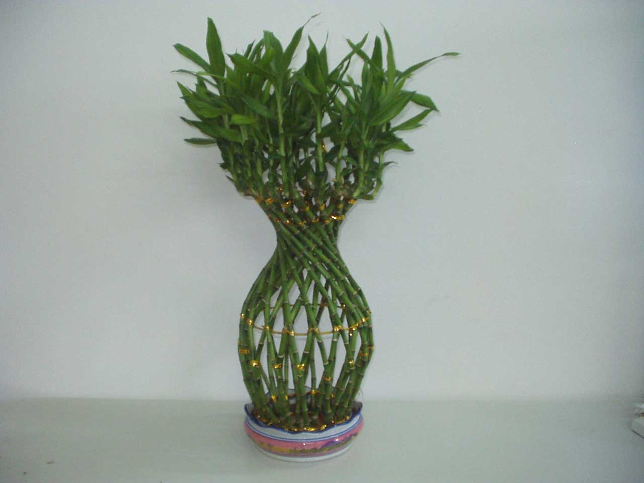 Lucky Bamboo Quotes. QuotesGram