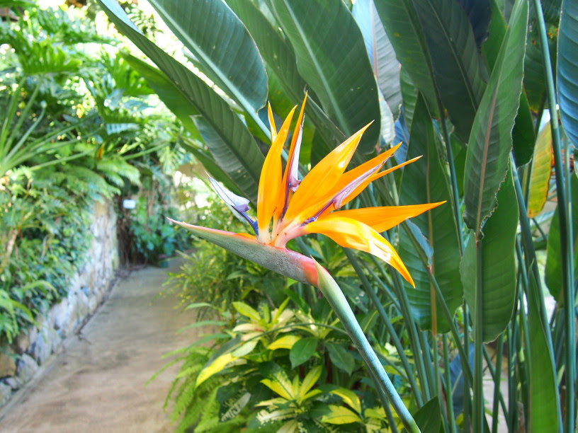 熱帯植物花図鑑