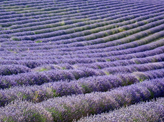 Lavendelvelden in de Drôme Provençale