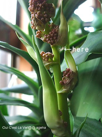 幸福の木 ドラセナ に花が咲いた日 Ageha的ニチジョウ 楽天ブログ