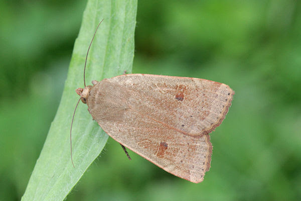 Noctua comes - Breitflgelige Bandeule (euroleps.ch ...