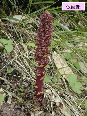 オニク 和肉ジュ蓉 わにくじゅよう
