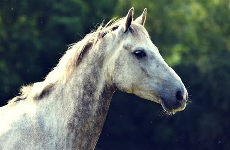 A lovingly curated selection of 1600+ free hd horse wallpapers and background images. Quarter Horse Wallpaper Â·â'  WallpaperTag