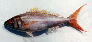 臺灣魚類資料庫