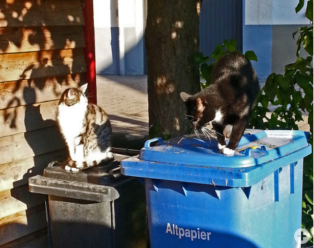 katzen 
