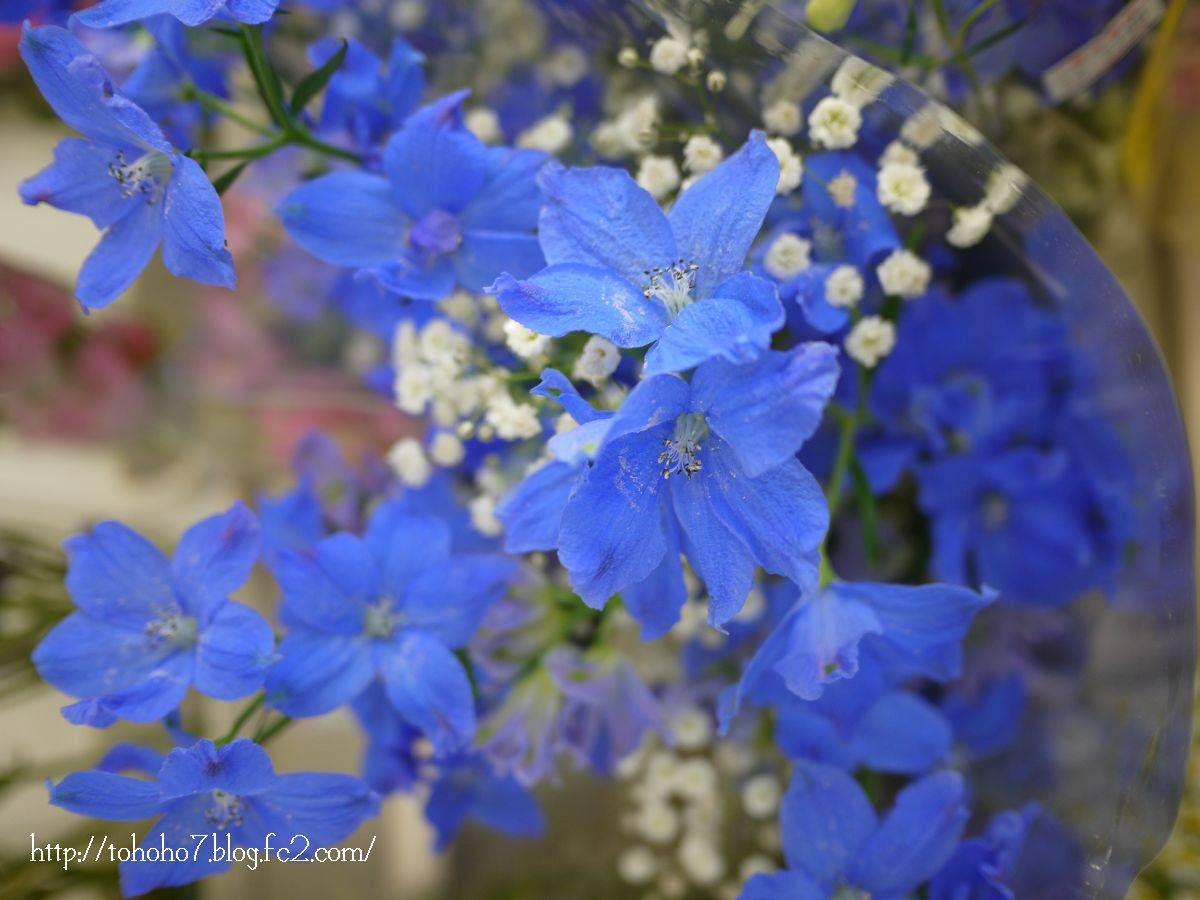 花のマクロ写真 Part1 とほほの写真日記