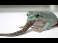 マムシ 食べる 寄生虫 720763