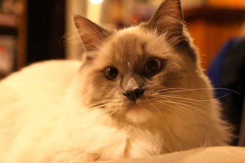 The AMAZING Ham-hawk! by d'Artangan Rumblepurr