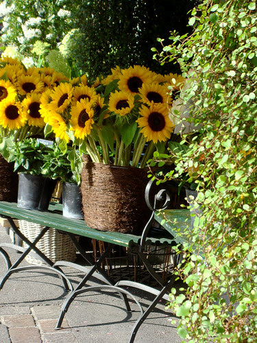 Sonnenblumen bei Marsano am Paradeplatz Zürich 14.8.09