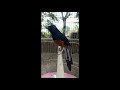 Jual Burung Murai Batu 