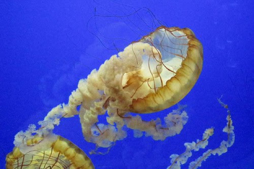 Oregon Coast Aquarium 6