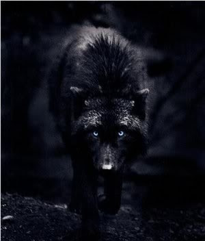 Haku--Fighter--Male ~Owner: Zoraz