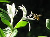 honey bee on honeysuckle by Aka Hige
