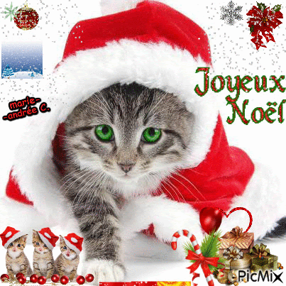 Bonsoir Surimagehumour Sympa Crea Chat Joyeuxnoel