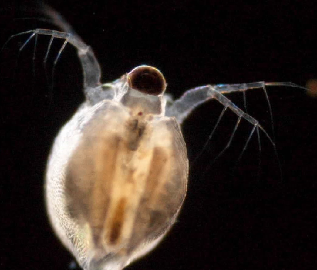 衝撃の真実 ミジンコの目は一つしかなくて正面から見ると全然可愛くない 泣 Netgeek