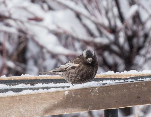Black Rosy-Finch