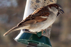 house sparrow
