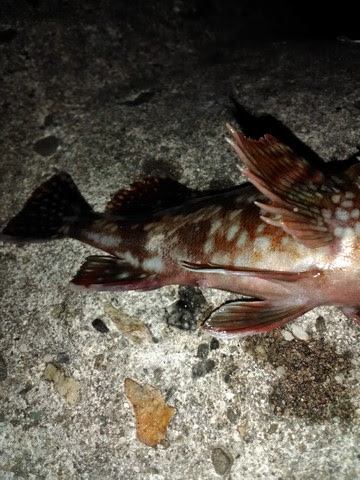 カサゴ毒針を指に突き刺して検証 海水魚の種類と釣り方