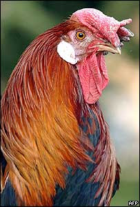 BBC NEWS | Europe | France plucks its bird from peril