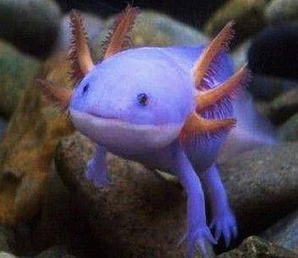 Axolotl Permanent Juvenile And Smile Baby Animal Zoo