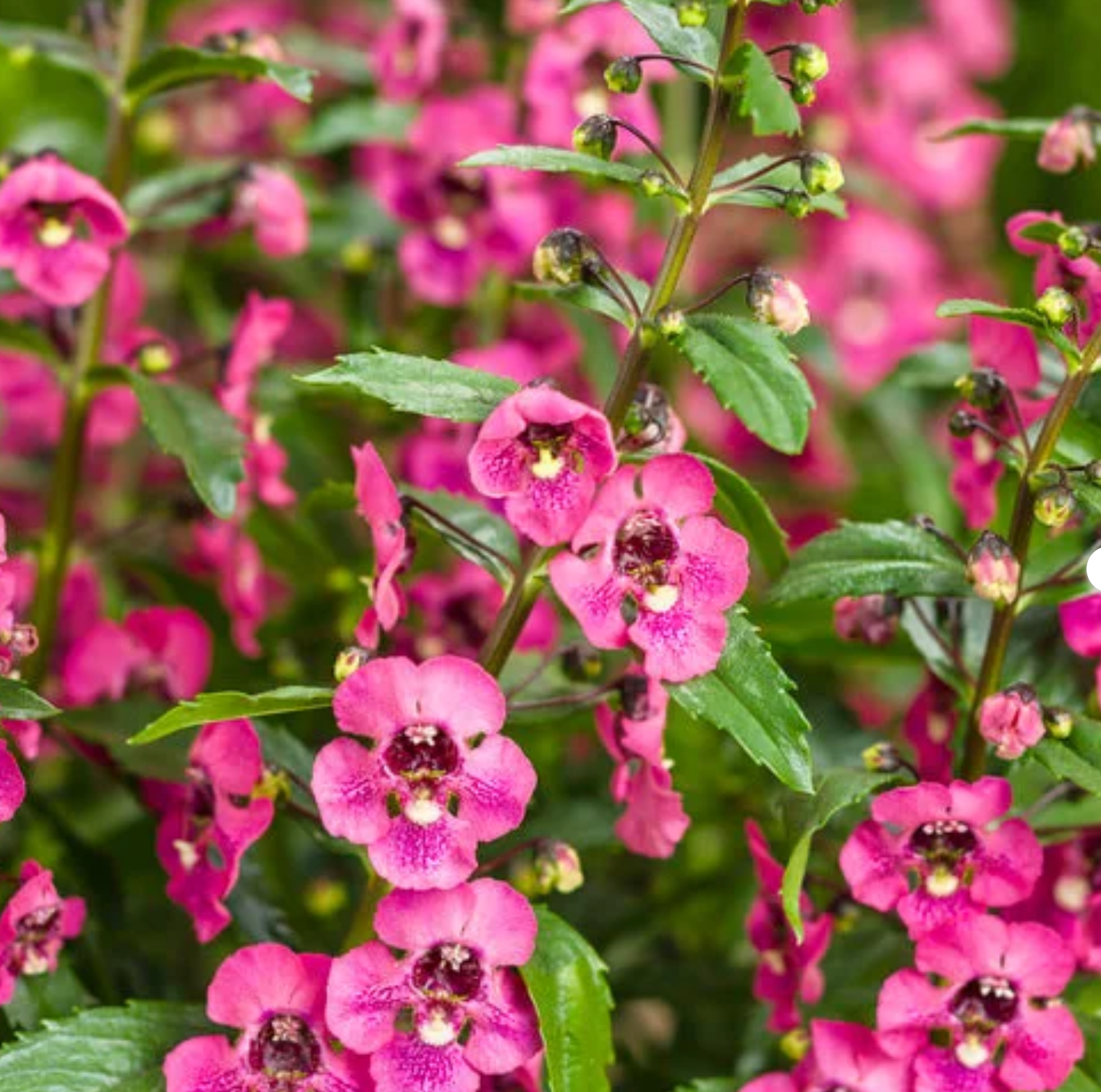 Image of Proven Winners Angelonia Hot Pink