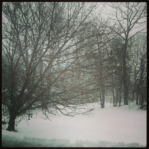 Got Snow? View from our window.. #driveway #snow #tree #Blizzard2013 #Nemo #newengland