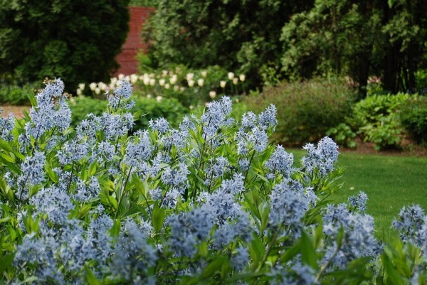 ナーサリーおすすめ宿根草3選 Vol 02 イコログ