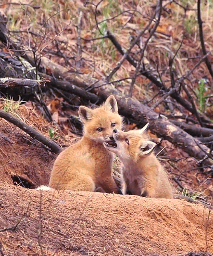 Os Presentes Que a Natureza Nos Dá